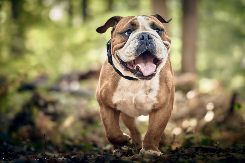 Bulldog