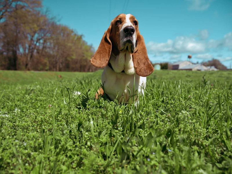 Basset Hound
