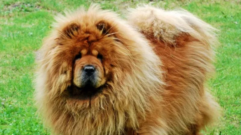 Chow Chow