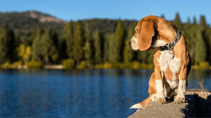 Beagle