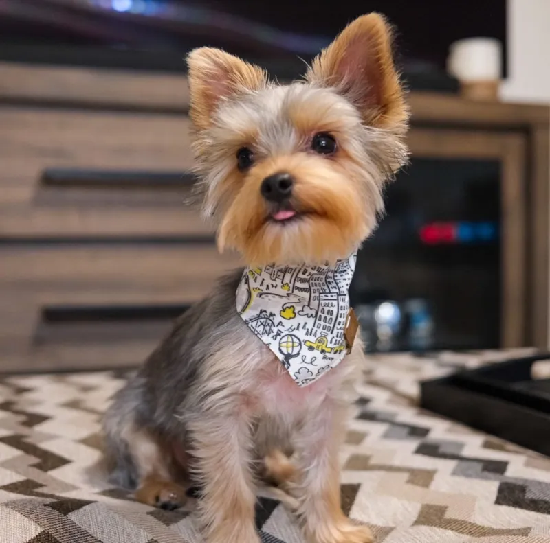 Yorkshire Terrier