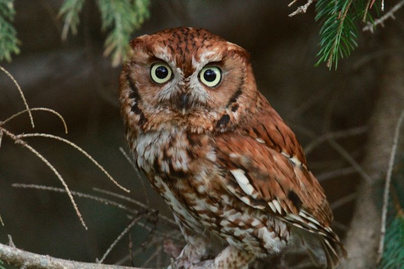 Eastern Screech Owl (Megascops Asio)