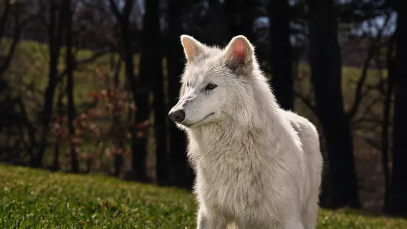 Dire Wolf