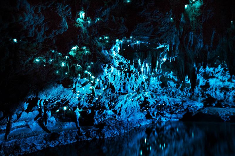 Glowworms Are Used In Scientific Research