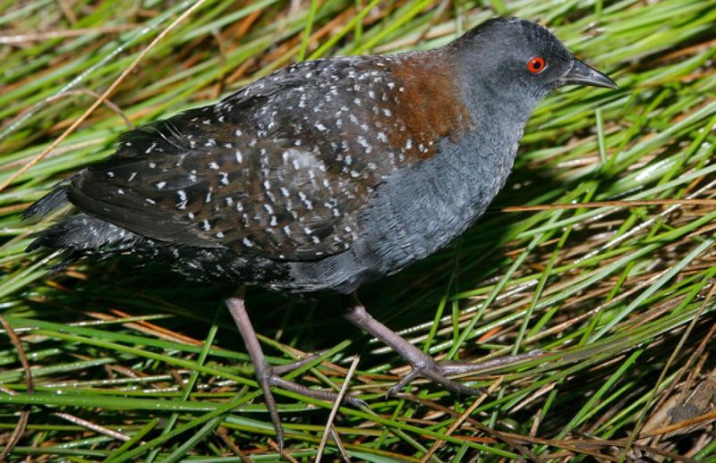Black Rail