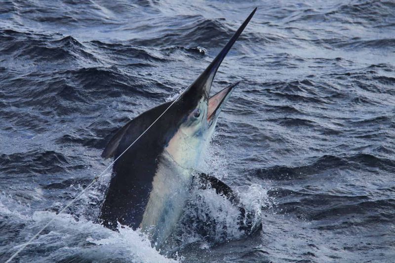 Black Marlin – 1,205 lbs (Hawaii, 1980)