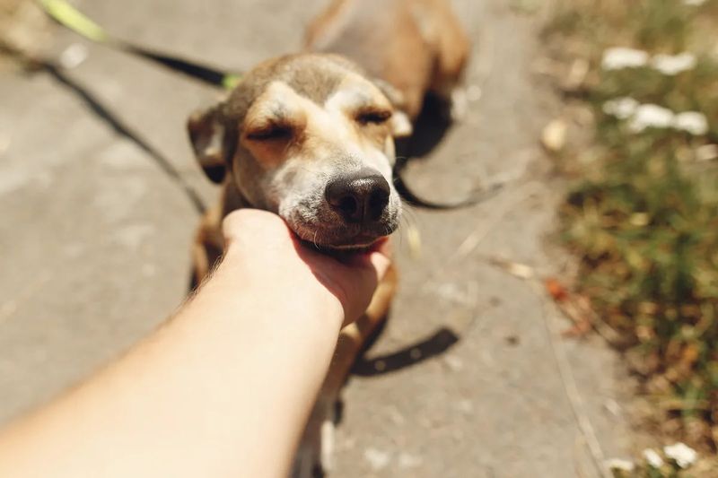 Offer Love And A Forever Home