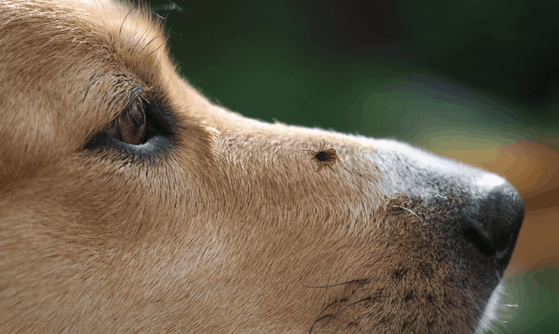 Keep Your Pets On Tick Prevention Treatments