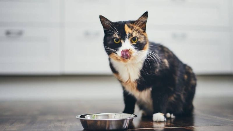 Staring At You While They Eat