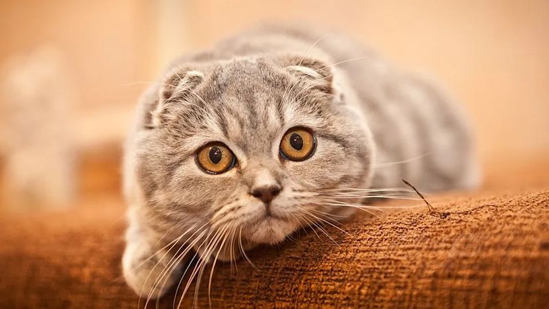 Scottish Fold