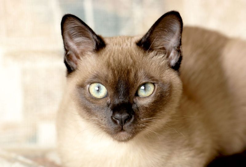 Tonkinese