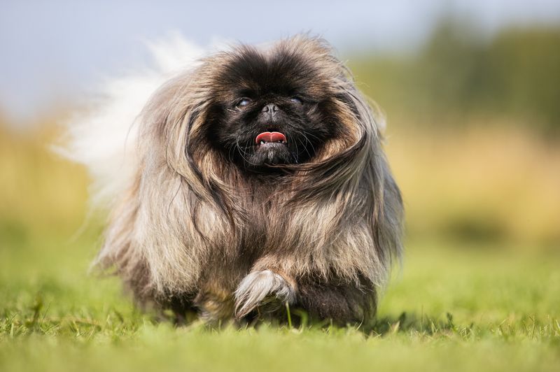 Pekingese