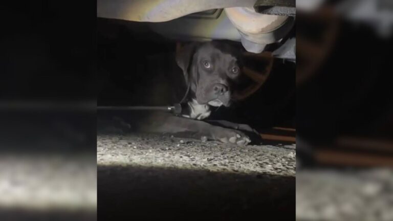 dog hiding under car