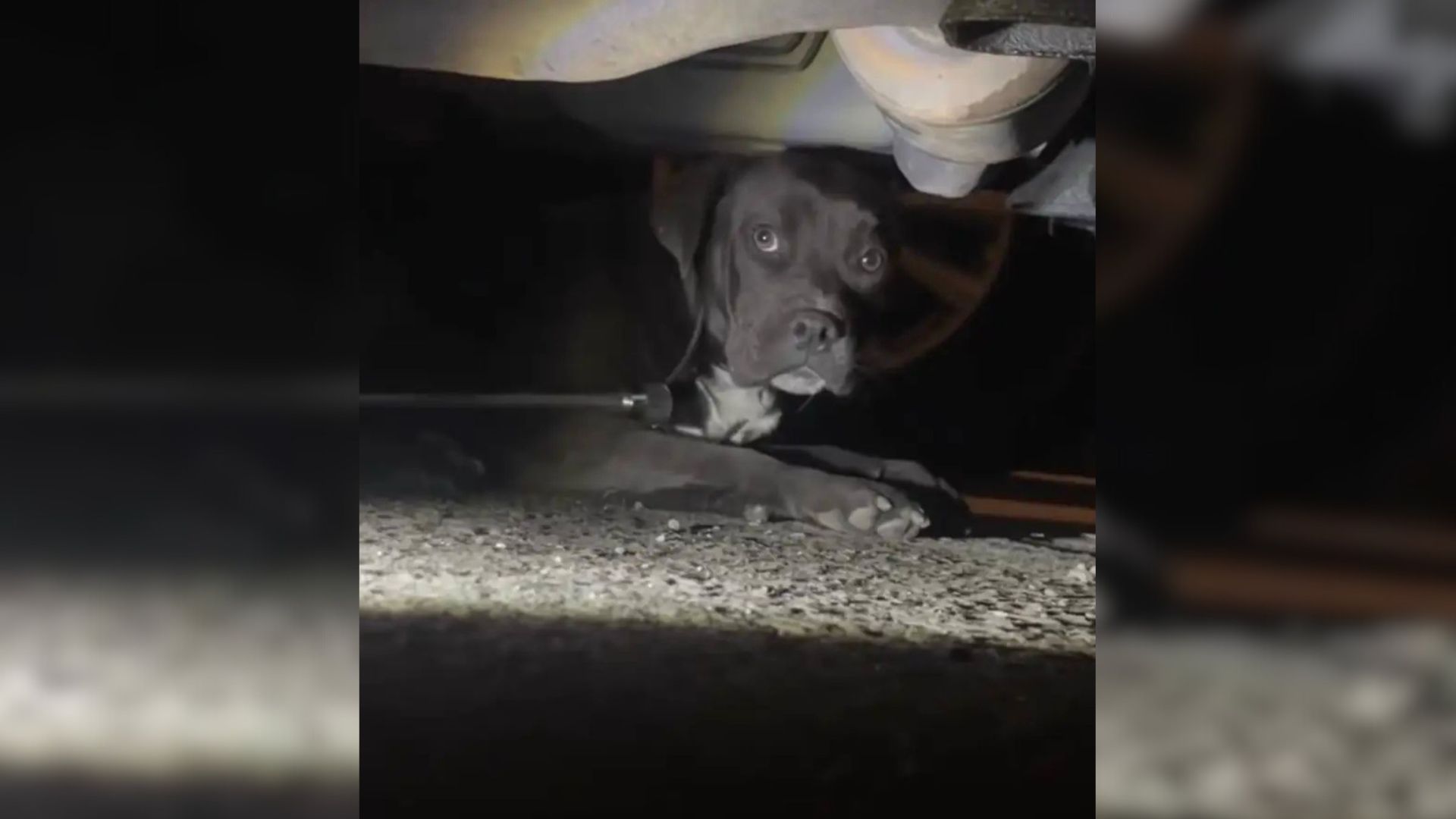 dog hiding under car