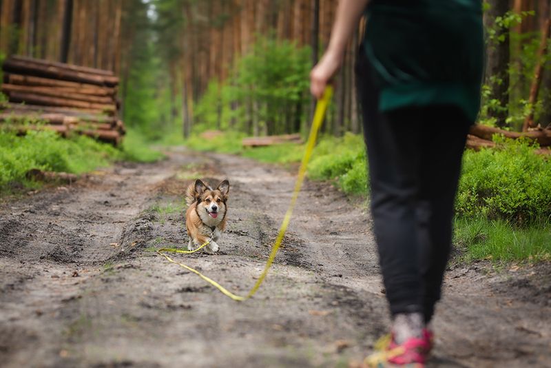 Allow Off-Leash Freedom Without Training
