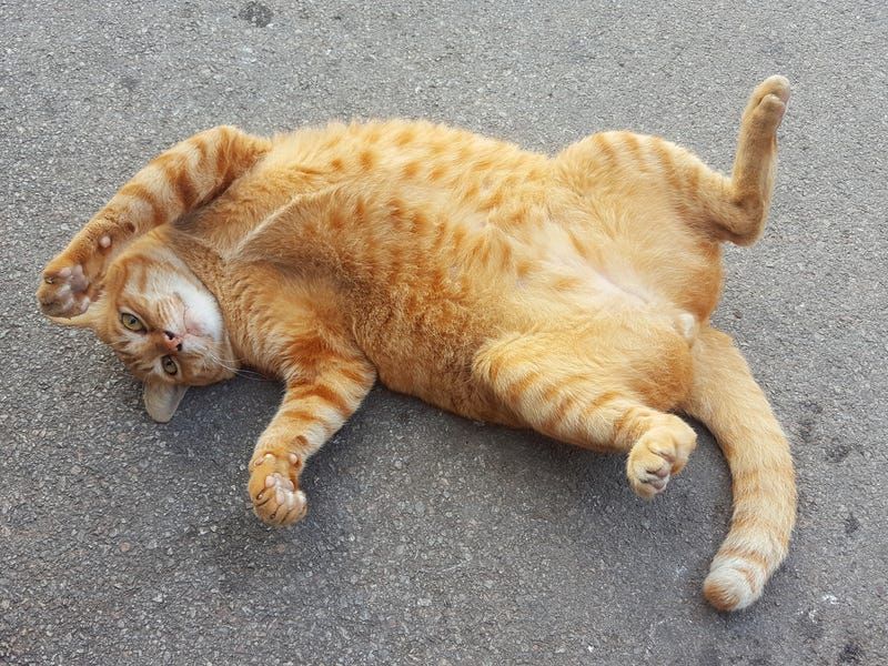 Exposing Their Belly