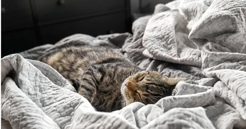Sleeping On Or Near You
