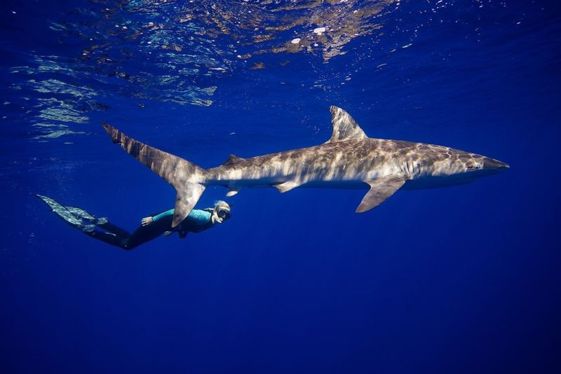 Most Shark Species Pose No Threat