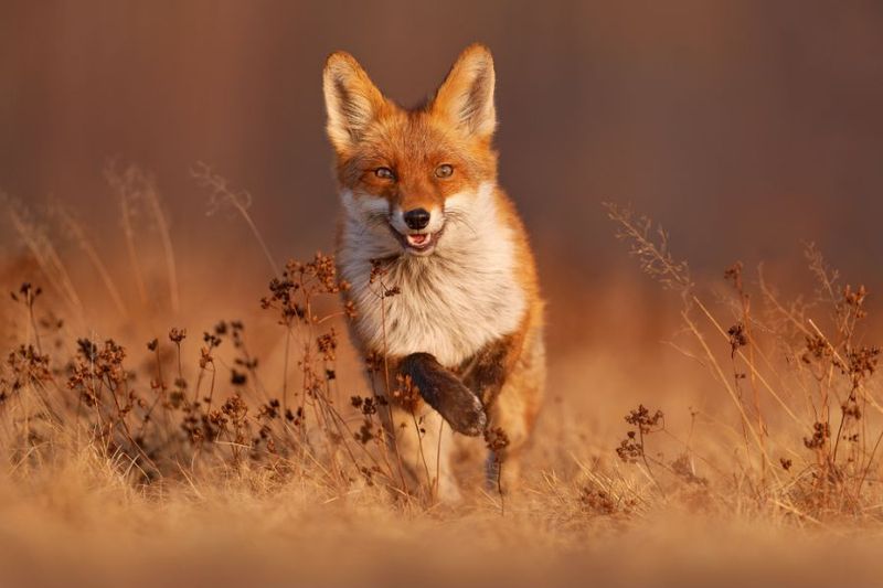 Fox: The Clever Survivor
