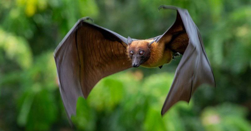 Bats Are Blind