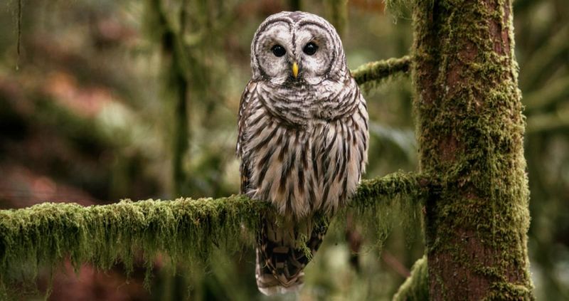 Barred Owl (Strix Varia)
