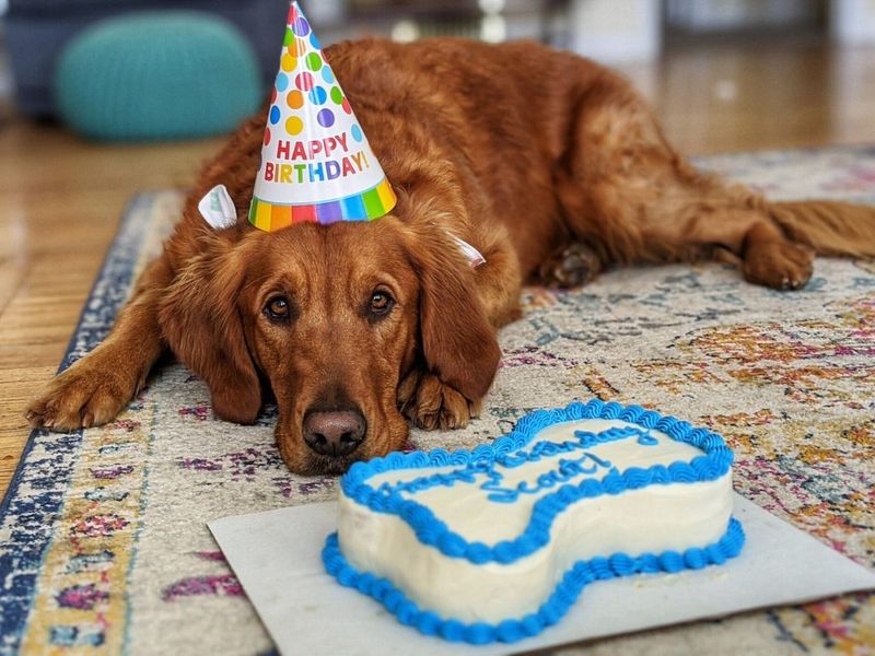 Pet-Centric Retail Growth