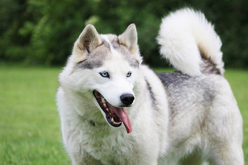 California's Dog-Centric Culture