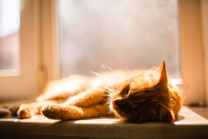 Calm And Relaxed Behavior
