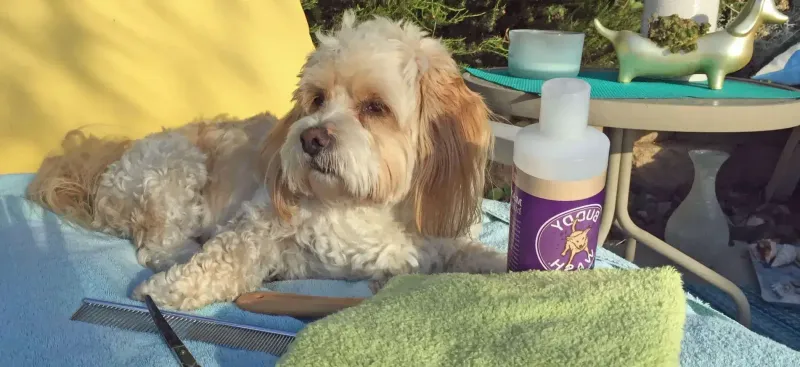Pet Grooming Services By The Beach