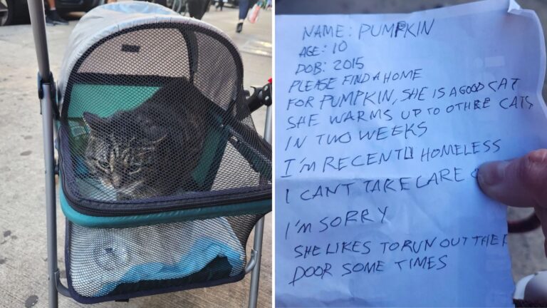 abandoned cat