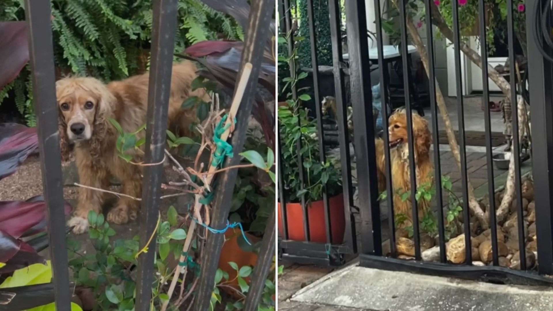 cute dog