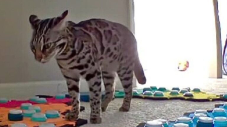 cat using speech buttons