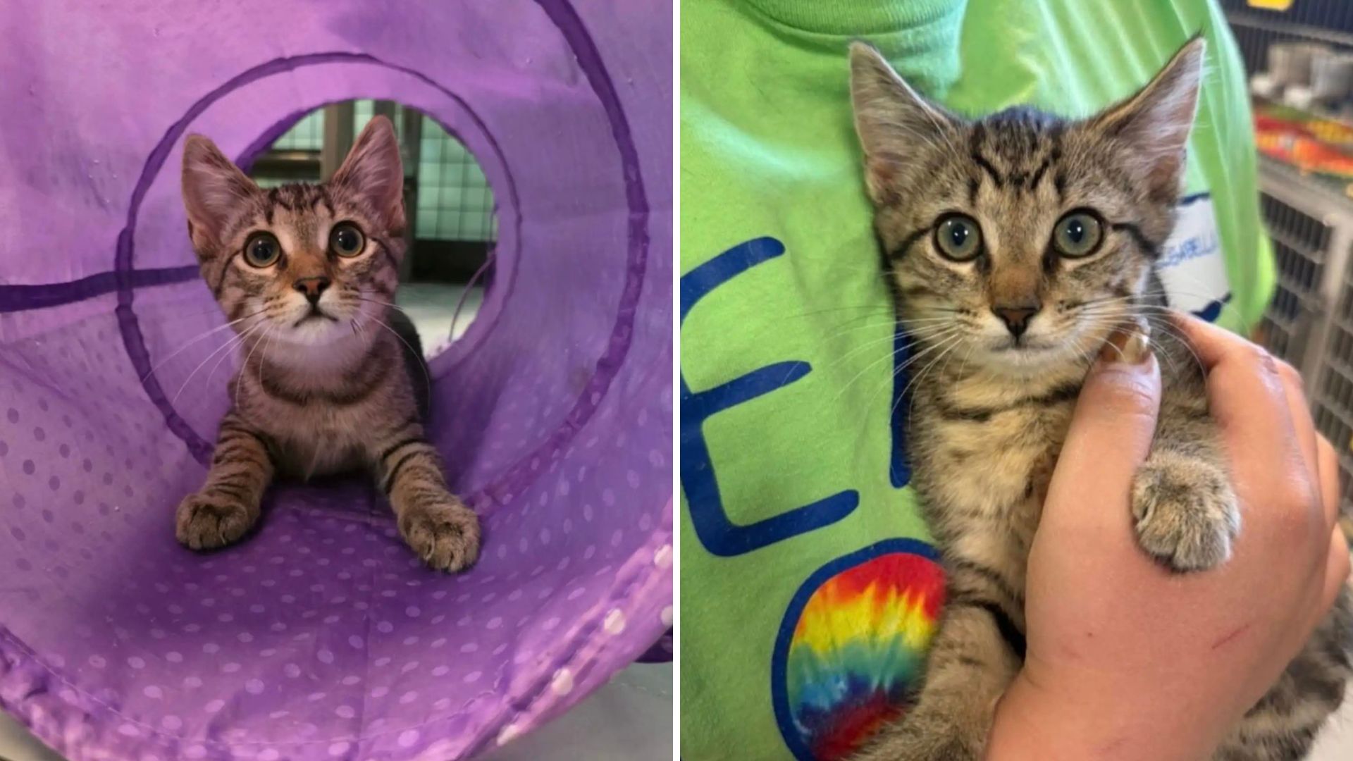 South Carolina Shelter Worker Shares Sweet Moment Between Two Kittens