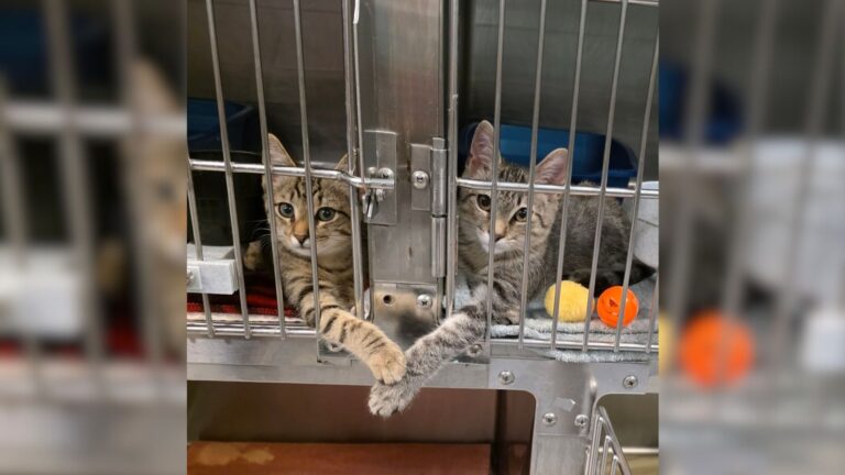two kittens in shelter