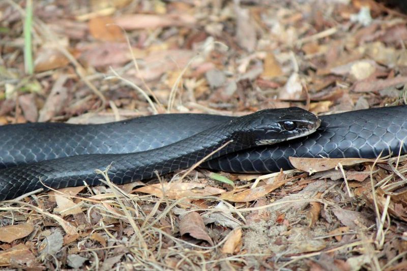 Alabama – 35.2 bites/million