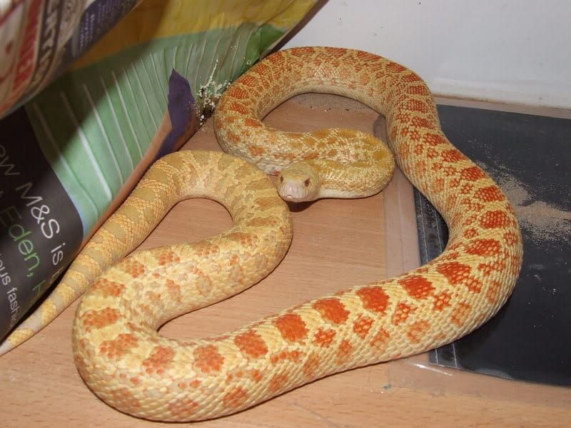 South Dakota – Bullsnake