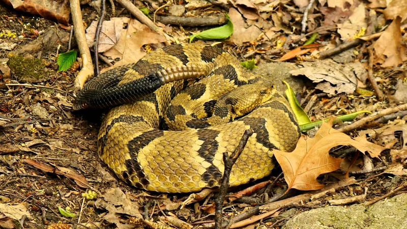 Tennessee – Timber Rattlesnake