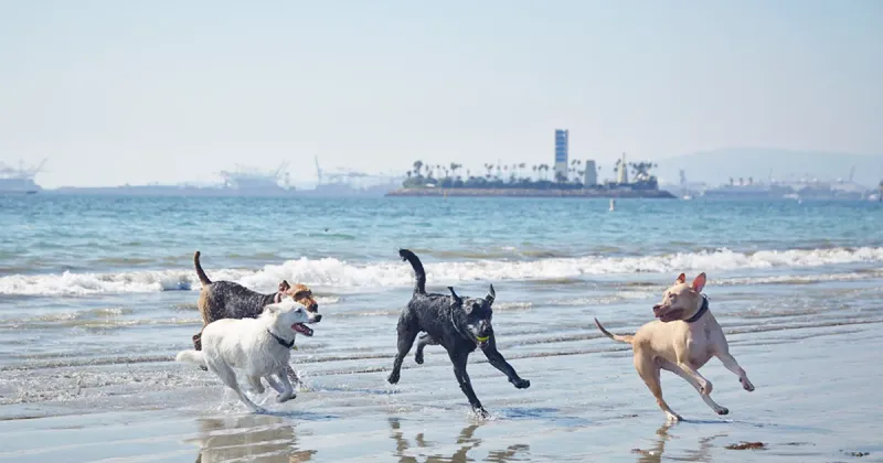 Socializing With Other Dogs