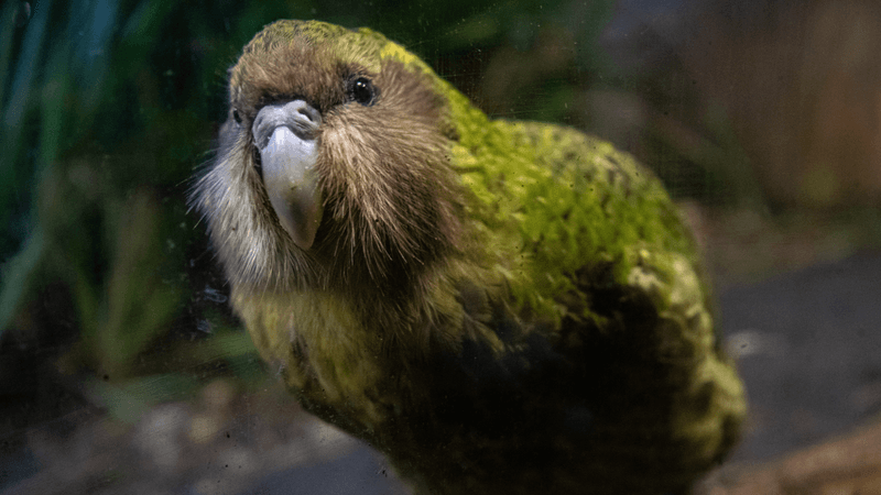 Kakapo