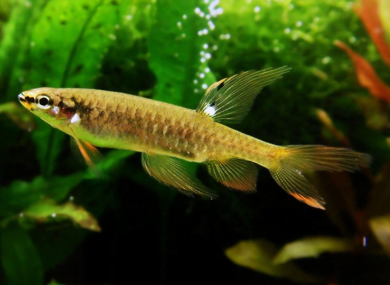 Native To South America