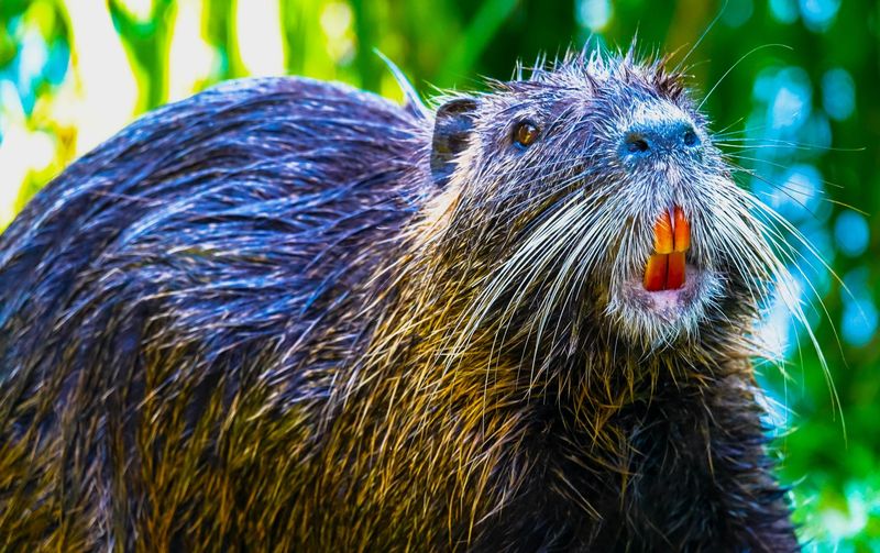 Nutria: Swamp-Eating Rodents