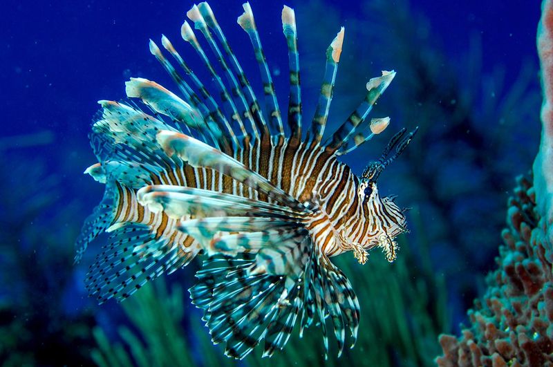 Lionfish Ravaging Coral Reefs