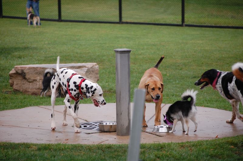 Felicia's Private Dog Park In Whitney, TX