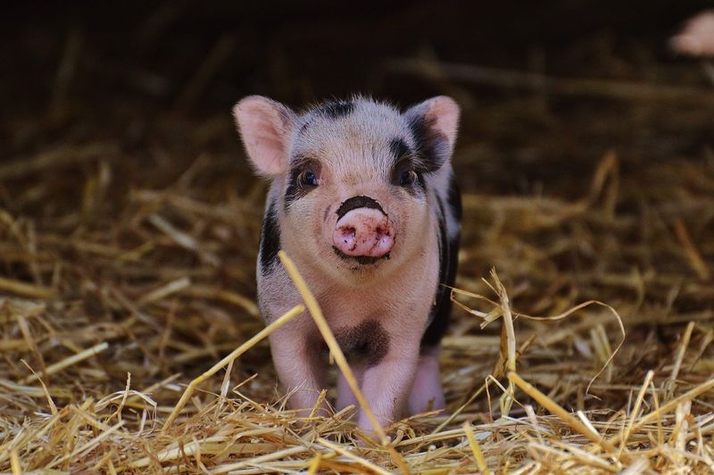 Micro Pig