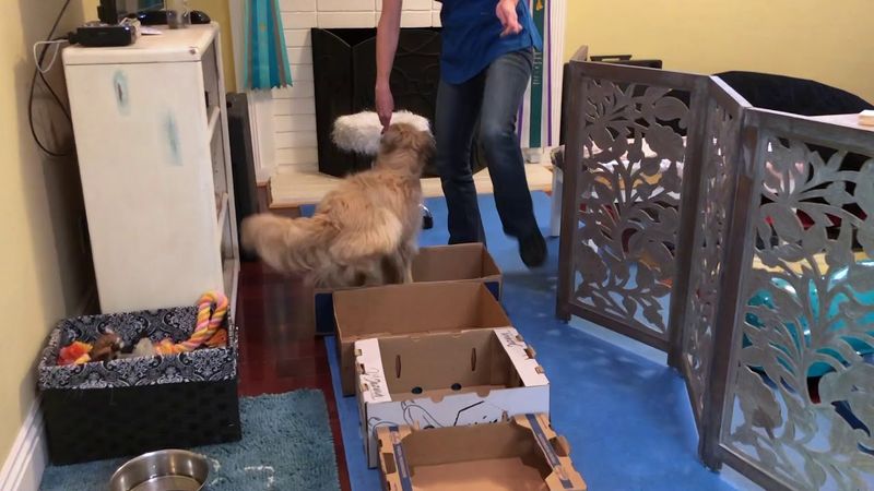Obstacle Course Or Agility Training