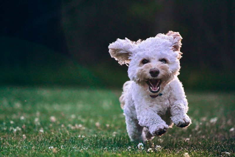 Reincarnation As Your Next Dog