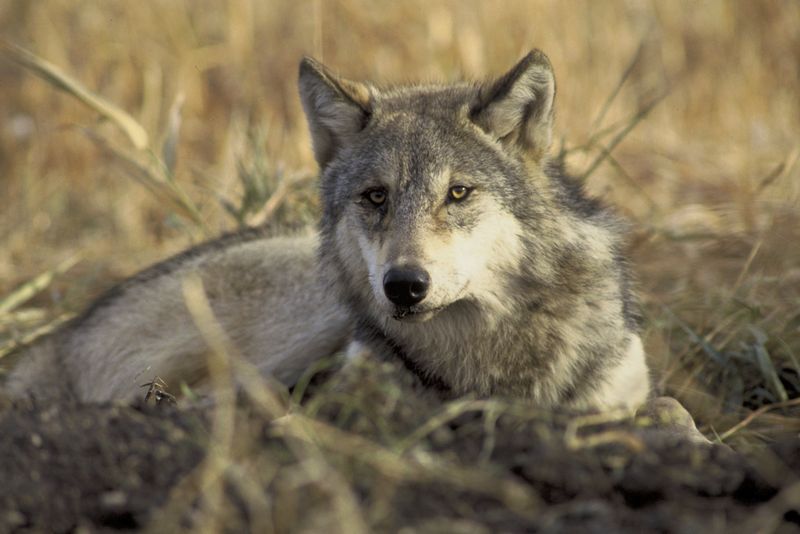 Conservationists' Perspectives