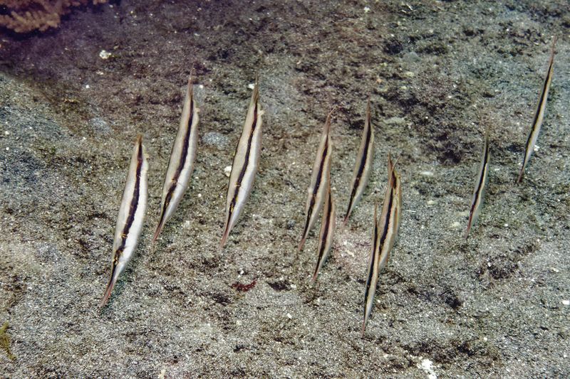 Watch For Unusual Fish Behavior