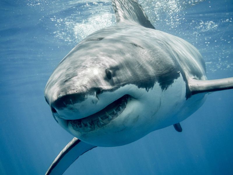 Avoid Swimming At Dawn Or Dusk