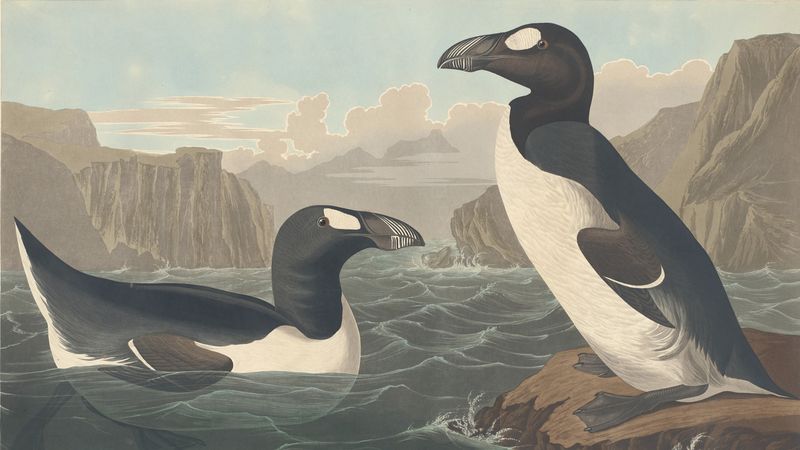 Great Auk